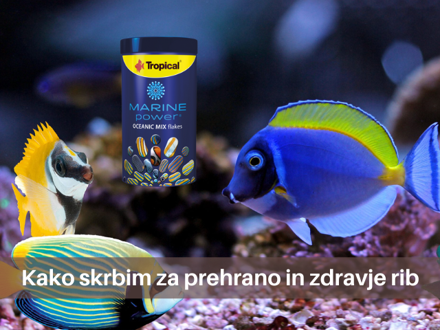 Prehrana in zdravje rib